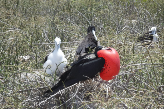 Galápagos eilanden - Fregat vogel,op liefdespad