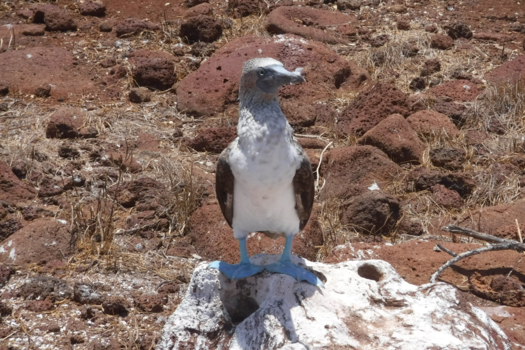 Galápagos eilanden - Een soort van Blue Suedes Shoes
