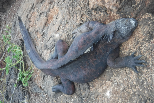 Galápagos eilanden - Jakkes wat mooi, Iguana