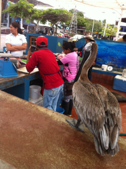 Galápagos eilanden - De altijd leuke visafslag in Puerto Ayora