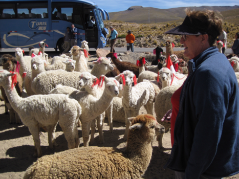Peru - Midden in the middel of nowhere weer een kudde alpaca’s