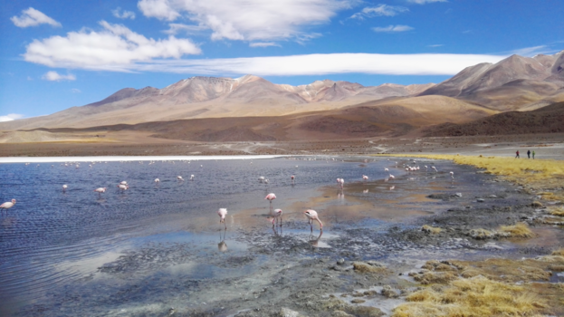 Salar de Uyuni - Flamingo