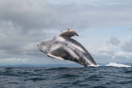 Colombia - Jumping baby Humpback