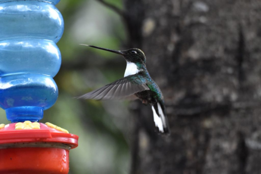 Valle de Cocora - Kolibrie