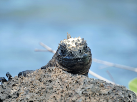 Galápagos eilanden - Joehoe!