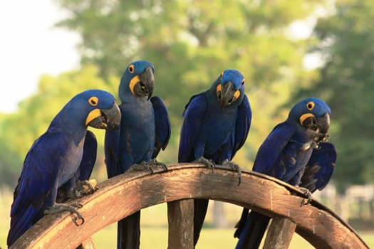 Pantanal - Parrots in the pantanal