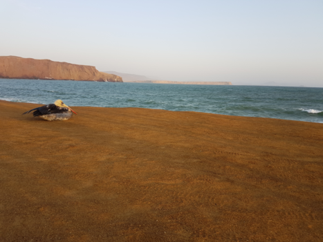 Peru - Paracas national Parc