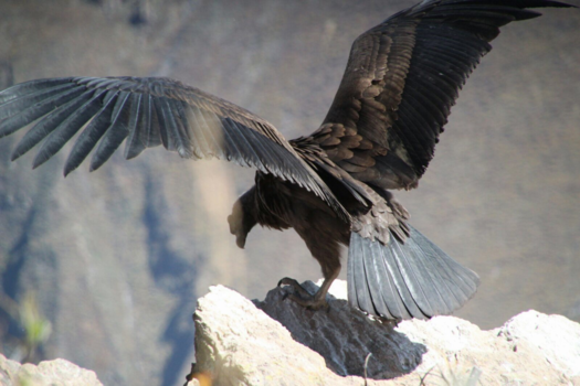 Peru - Cruz del Condor