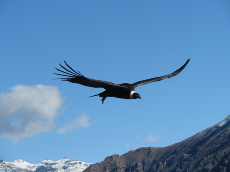 Colca Canyon - Condor