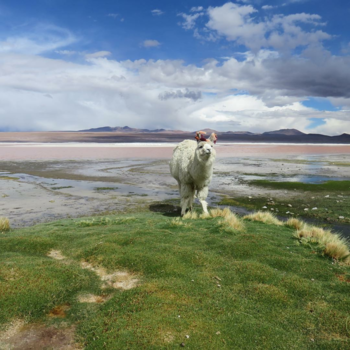Bolivia - Party alpaca in Bolivia