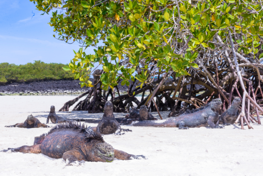 Galápagos eilanden - Lekker chillen op het strand