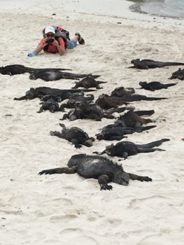 Galápagos eilanden - Paparazzi