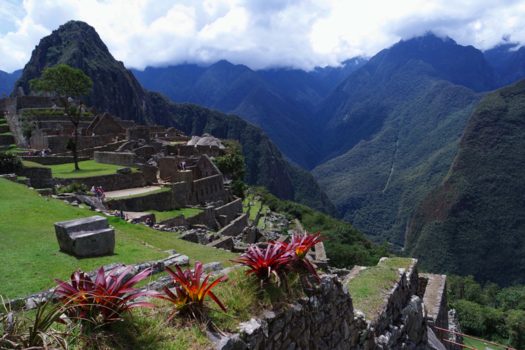 Machu Picchu - Machu Pichu Flowers