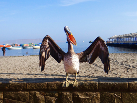 Peru - Kom in mijn armen