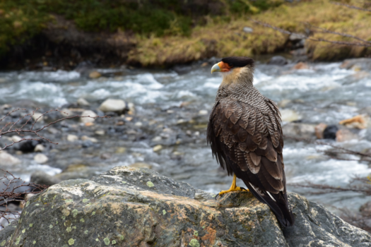 Torres del Paine - Free like a bird