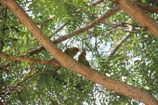 Lima - Kijkende papegaaien