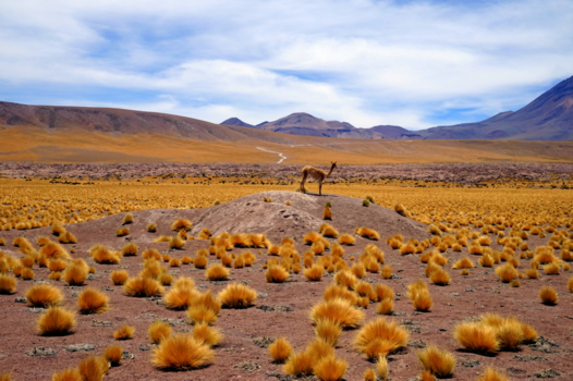 San Pedro de Atacama - Lonely vicugna posing for the picture