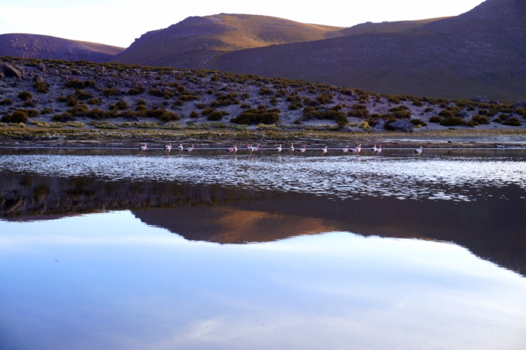 San Pedro de Atacama - Bunch of flamingo's