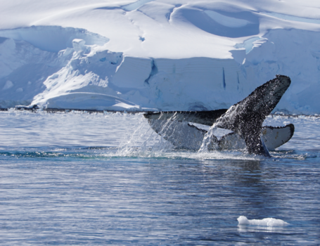Antarctica - Walvissen op een paar meter afstand!