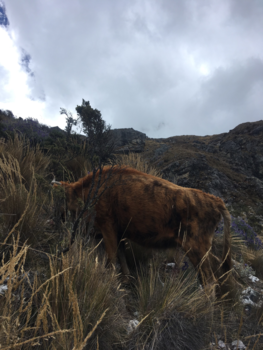Peru - Tijdens hike in Huaraz, Andes