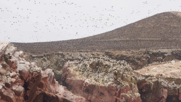 Peru - Paracas