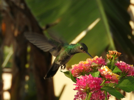 Amazonegebied - Kolibrie