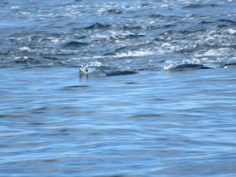 Galápagos eilanden - Love at first sight