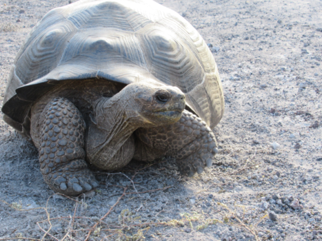 Galápagos eilanden - Schildpadden overal