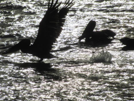 Galápagos eilanden - Pelikaanfeestje