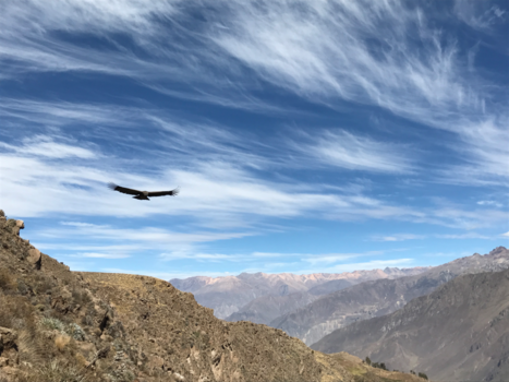 Colca Canyon - De majestueuze Andescondor in een even indrukwekkende omgeving. Nature at its best.