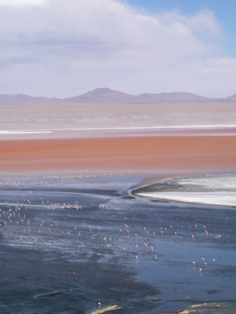 Bolivia - Laguna Colorada