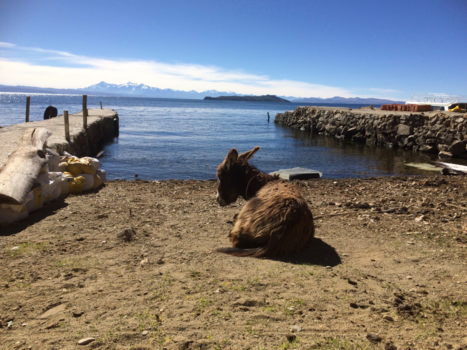 Isla del Sol - Het gras lijkt groener aan de overkant