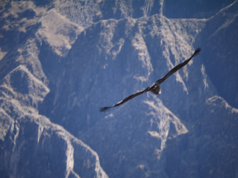 Peru - Cruz del Condor