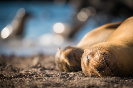 Ecuador - De eeuwige genieters!