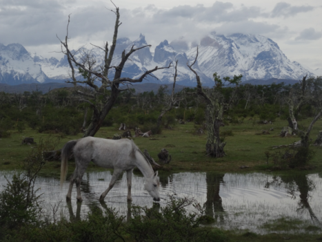 Torres del Paine - Parque National Torres del Paine (Chili)