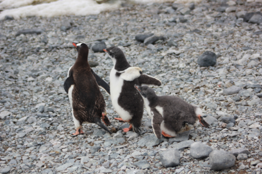 Antarctica - Lompe pinguin
