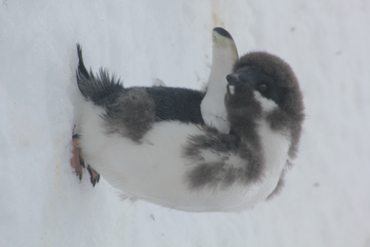 Antarctica - Mijn nieuwe vacht jeukt