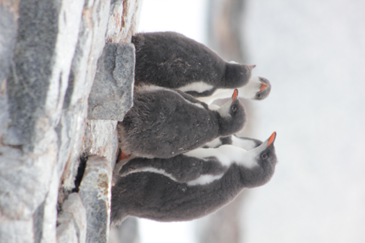 Antarctica - pinguin overleg