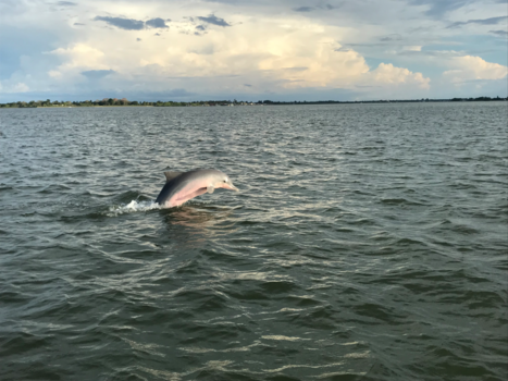 Suriname - Dolfijnen spotten
