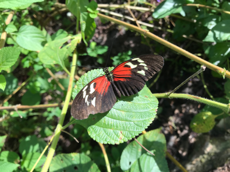 Suriname - Vlindertuin