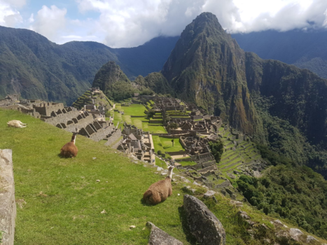 Machu Picchu - Alpacas op de machu picchu