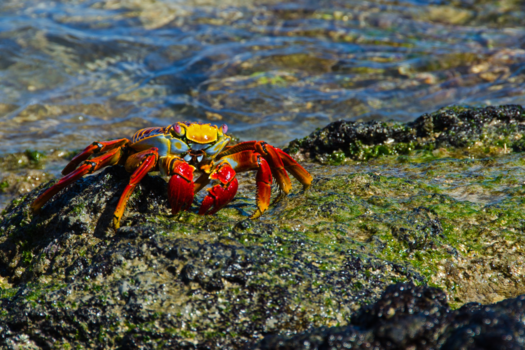 Galápagos eilanden - Mr. Crab