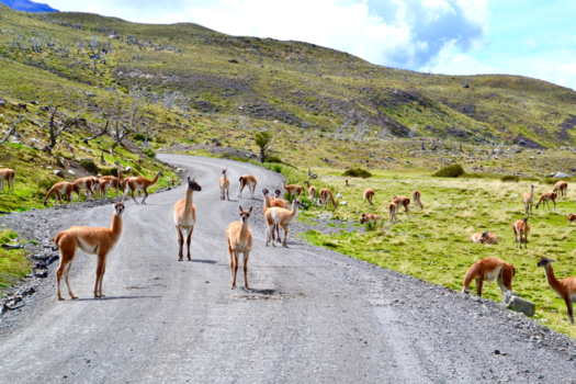 Torres del Paine - Road block