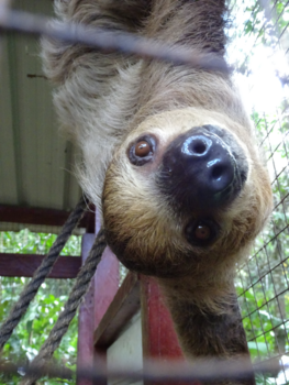 Suriname - Nieuwsgierige luiaard in de luiaardenopvang bij Groningen