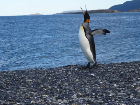 Tierra del Fuego National Park - Koningspinguïn