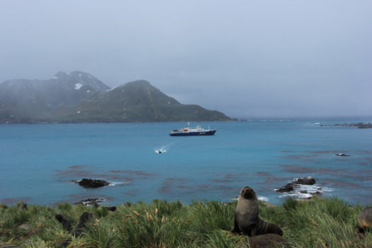 Antarctica - Mooi uitzicht South Georgia