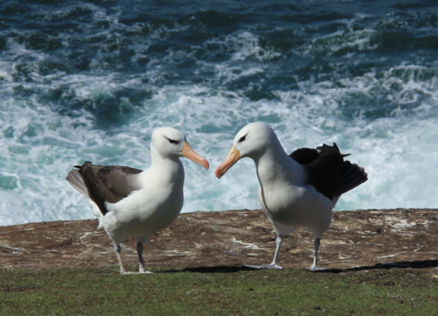 Antarctica - wenkbrauwalbatros