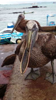 Galápagos eilanden - Nieuwsgierig aagje:)