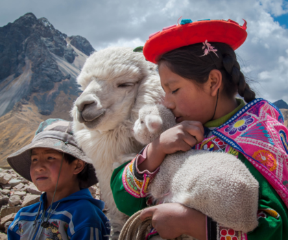 Peru - Knuffelen met alpacababy, ze zijn zo heerlijk zacht.