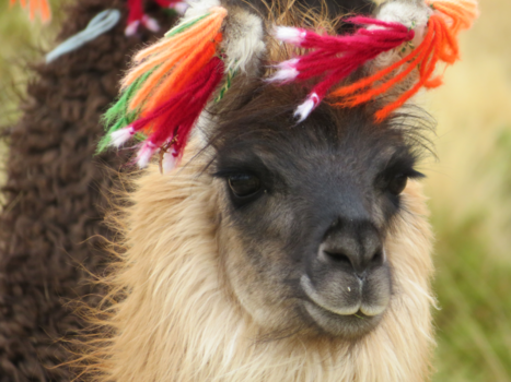 Bolivia - Lama lashes